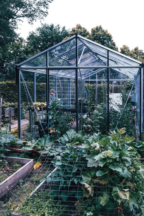 Mesure de la lumière pour les plantes : misez sur une croissance optimale